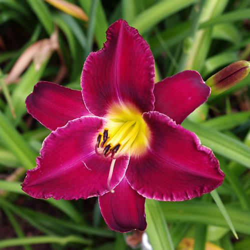 Hemerocallis Nosferatu